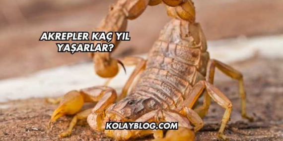 Akrepler Kaç Yıl Yaşarlar?